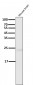 Anti-Bak BAK1 Rabbit Monoclonal Antibody